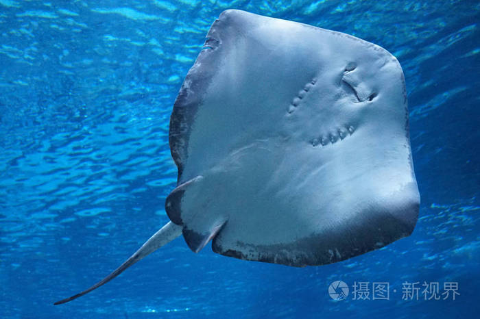 在水下游泳的鳐鱼