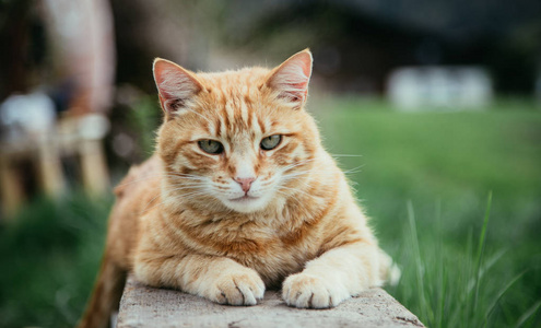 红斑猫在花园里放松的特写照片图片