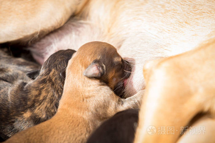 幼犬哺乳期的新生幼犬