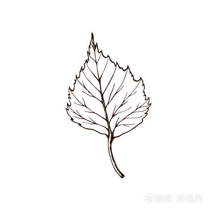 桦叶复古雕刻插图白色背景上孤立的白桦秋叶孤立的物体