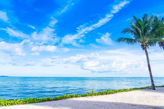 美丽的海滨海景椰树