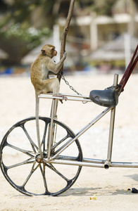 猴子坐在沙滩上的自行车上图片