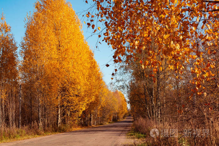 穿越秋林的柏油乡村公路—美丽的秋景照片-正版商用图片2lck69-摄图