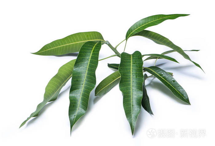 绿色新鲜芒果叶隔离在白色背景上细部纹理美丽剪辑路径剪切特写宏热带