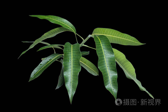 美丽的绿色芒果叶孤立在黑色背景上,细节上有水滴.