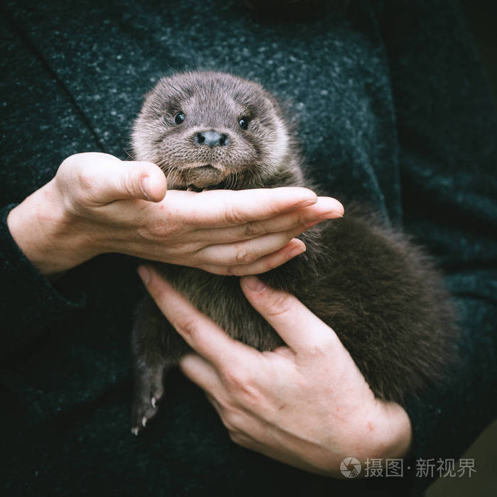 一只孤儿的欧洲水獭幼崽