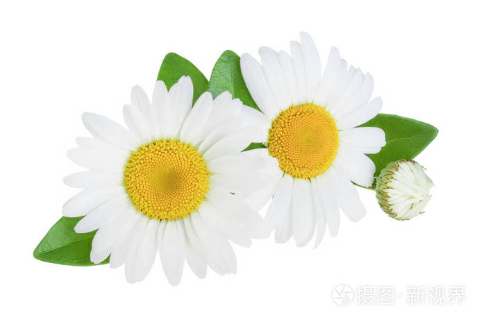 一种甘菊或雏菊叶子孤立在白色背景上