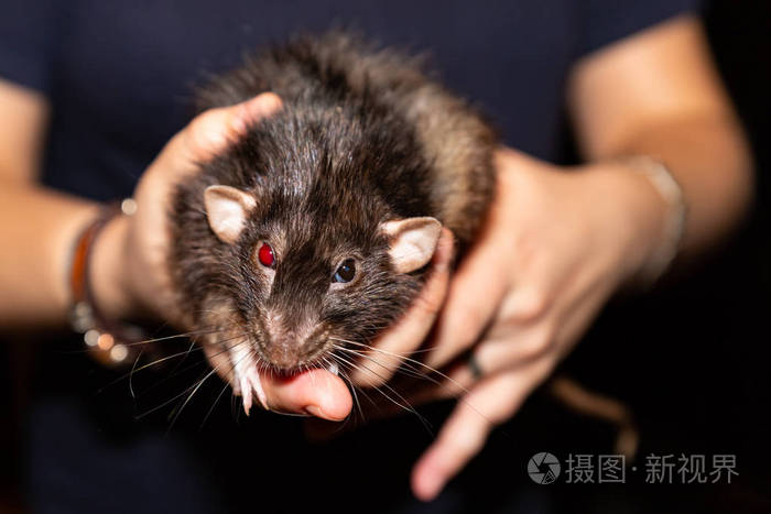 一名男子手中的黑老鼠长着一只鲜红的血色眼睛在镜头前显得凶猛