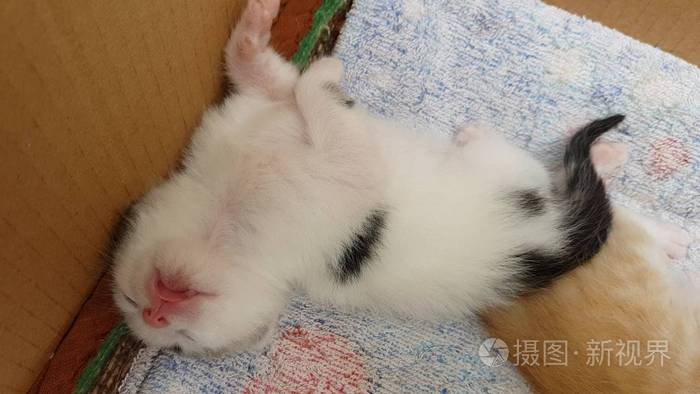 那只可爱的白色小猫正仰卧着睡觉舌头伸出来