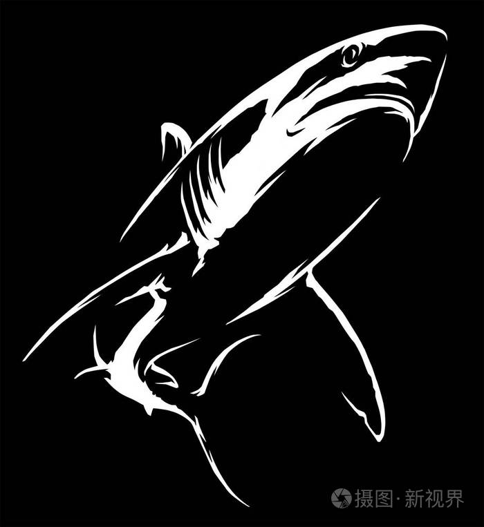 黑白线条画鲨鱼插画艺术