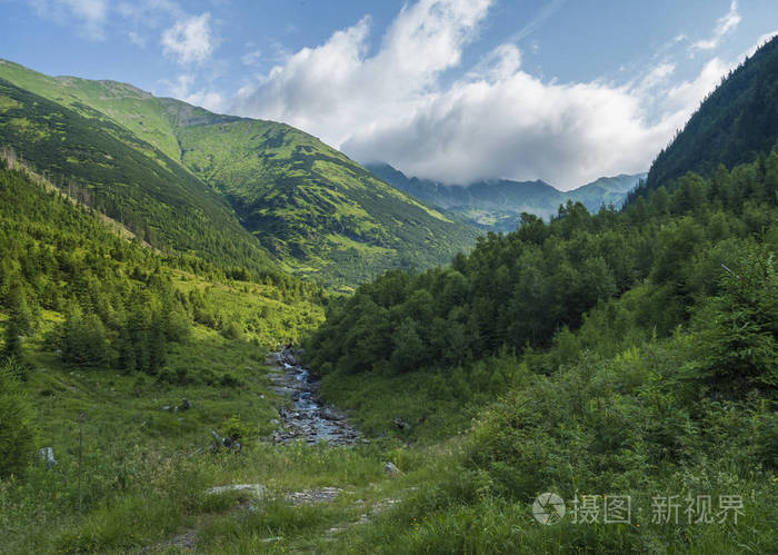 美丽的山景,有斯姆雷扬卡溪流草地,云杉树,矮灌丛松和山峰.
