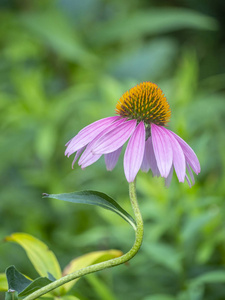 春天的紫锥菊花图片