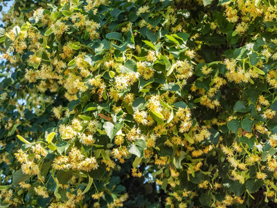 绿叶背景下的菩提花花序图片