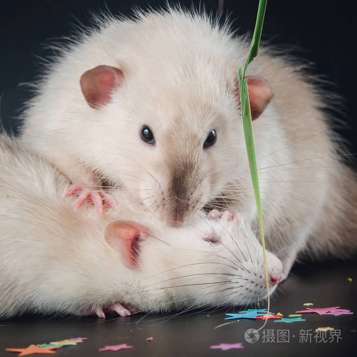 两只可爱的老鼠在黑色背景上拥抱