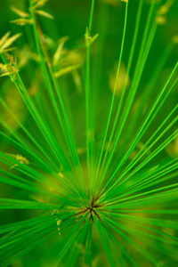 绿色植物微图案背景图片