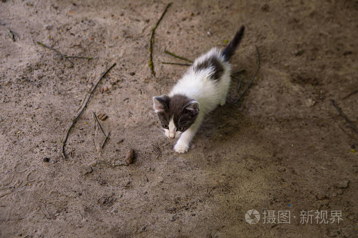 一只小猫在地上跑