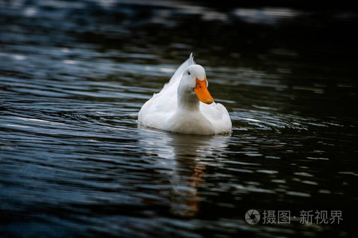 nicesnowwhitegooseonlakenaturewildbirds