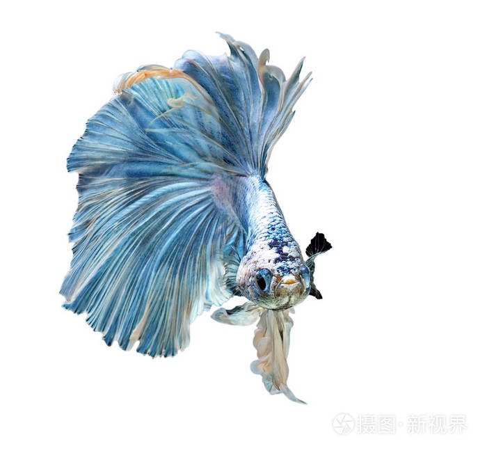 斗鱼斗鱼暹罗斗鱼白底蓝鱼