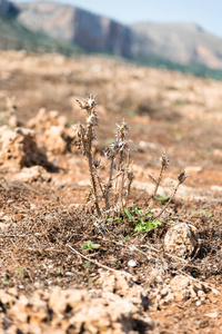 典型的西西里岛植被特写图片