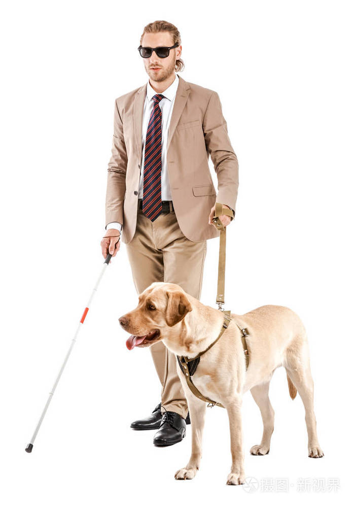 白底导盲犬瞎子