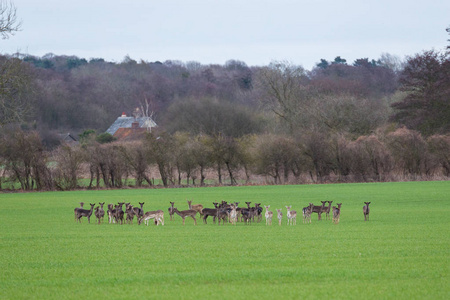 一群英国野生麋鹿图片