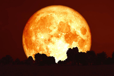 红天满月血树影图片