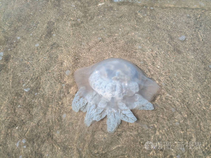 在海滨浅水区的死水母海蜇根瘤菌