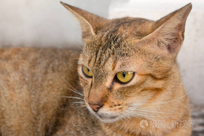 棕色的猫黄色的眼睛和新月形的黑色眼睛
