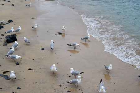 海鸥站在海边的沙滩上图片