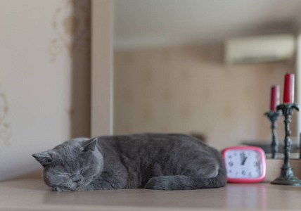 睡在桌子上的英国短毛猫图片