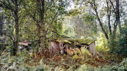 森林里一座破旧的木制建筑图片