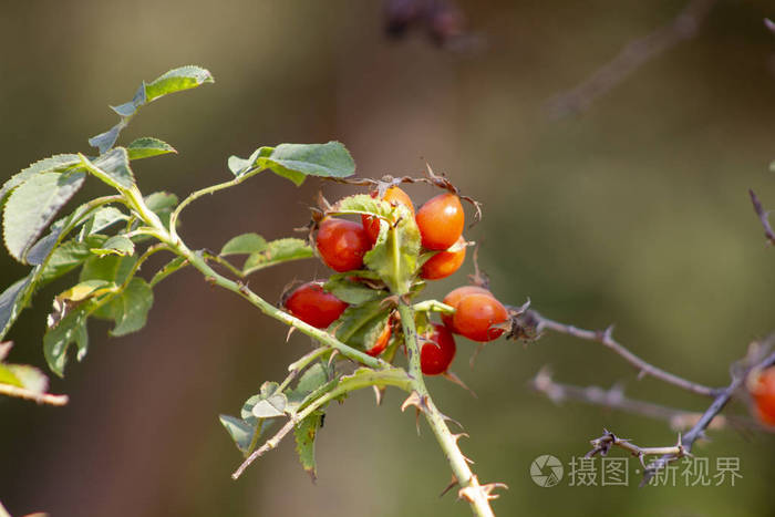 成熟的蔷薇果野生蔷薇属灌木狗玫瑰浆果特写