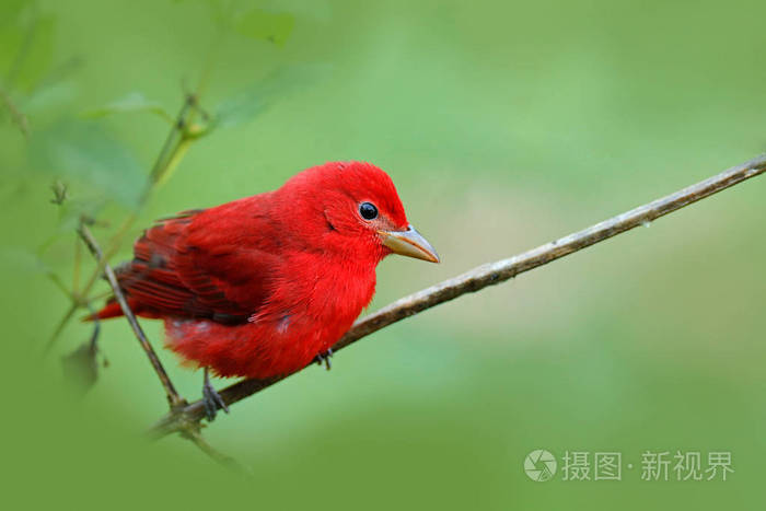 夏季红唐纳雀,红尾雉,红色鸟类在自然界栖息.唐纳雀坐在绿树上.