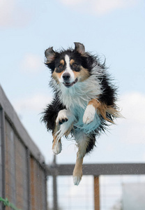 空中澳洲牧羊犬图片