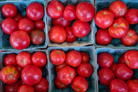 纯种西红柿图片