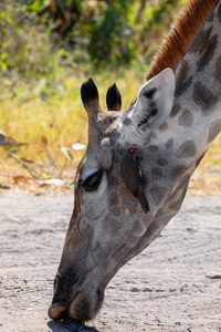 南非长颈鹿野生动物园图片
