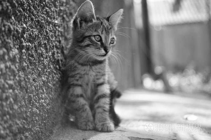 花斑猫坐在户外肖像阳光明媚的一天黑白照片