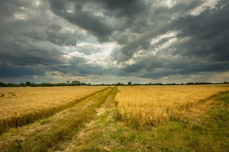 穿过谷物和灰色天空的乡村公路图片