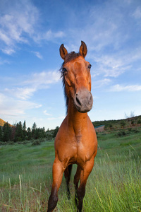 牧场上美丽的马看着镜头图片