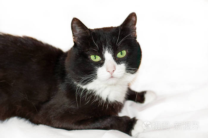 白色床单上的黑猫可爱的黑猫白脸粉红鼻子白底绿眼睛