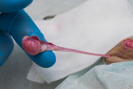 In an open castration, the tunic, the tough membranous covering 摄影图