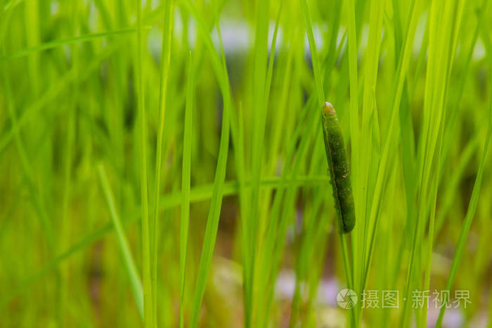 落在水稻叶上的粘虫稻叶