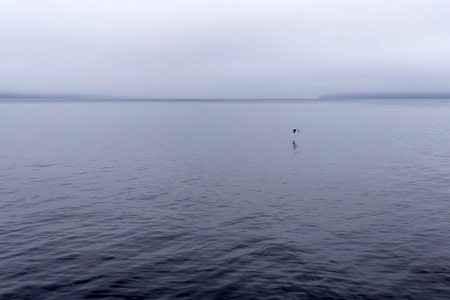 孤独的海鸥飞过雾蒙蒙的海湾图片