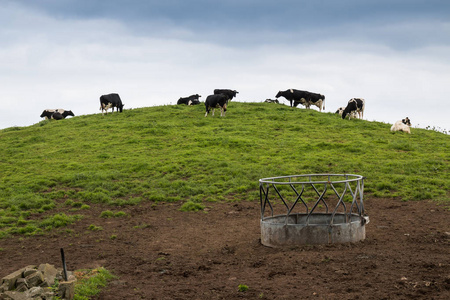 牧场上有奶牛的小山图片
