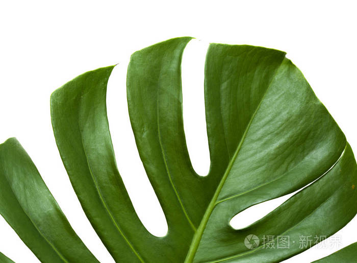 怪兽植物的深绿色大叶子