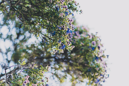 开蓝紫色花的仙人掌树图片