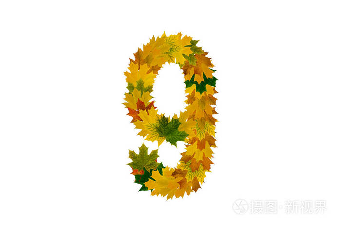 数字9来自秋天枫叶孤立的白色背景从绿色黄色和橙色树叶中提取的字母