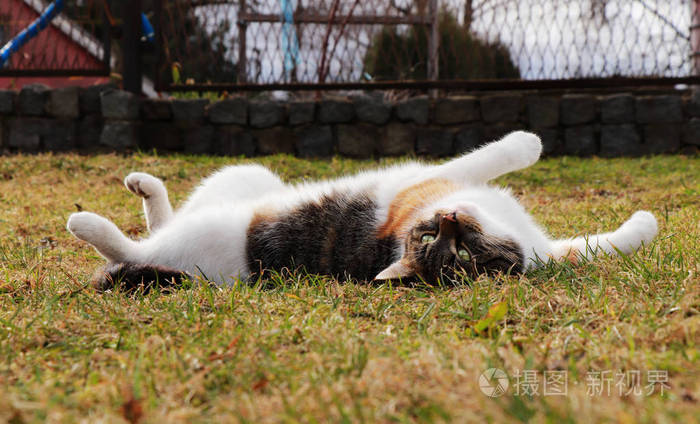 家猫是仰卧的.可爱又可爱的猫.最好的朋友