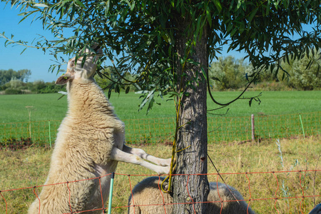 羊爬树吃树叶图片