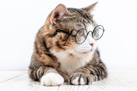 有趣猫戴眼镜图片